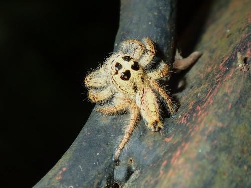 Réf. 212 777 : Hyllus sp.
